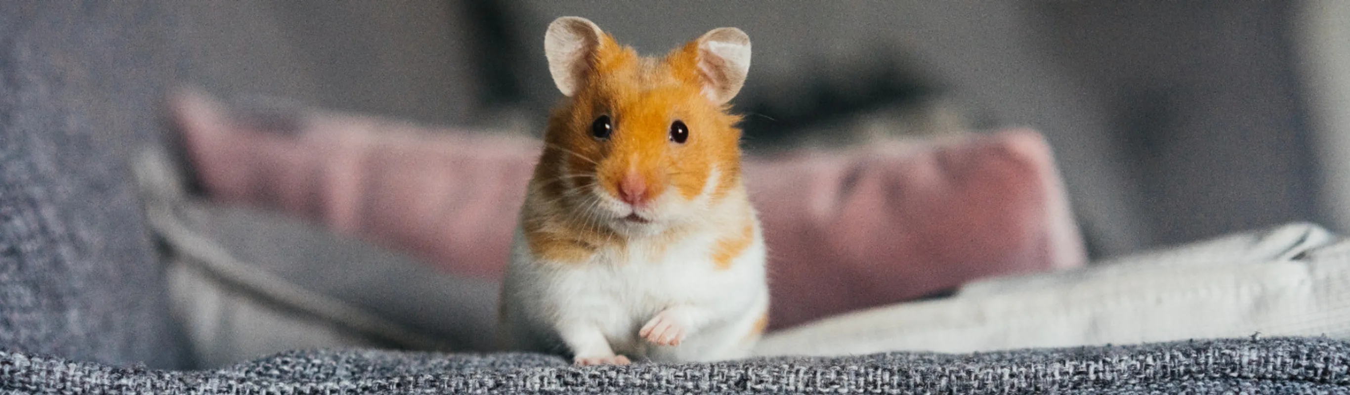 Orange Hamster Sitting on Couch